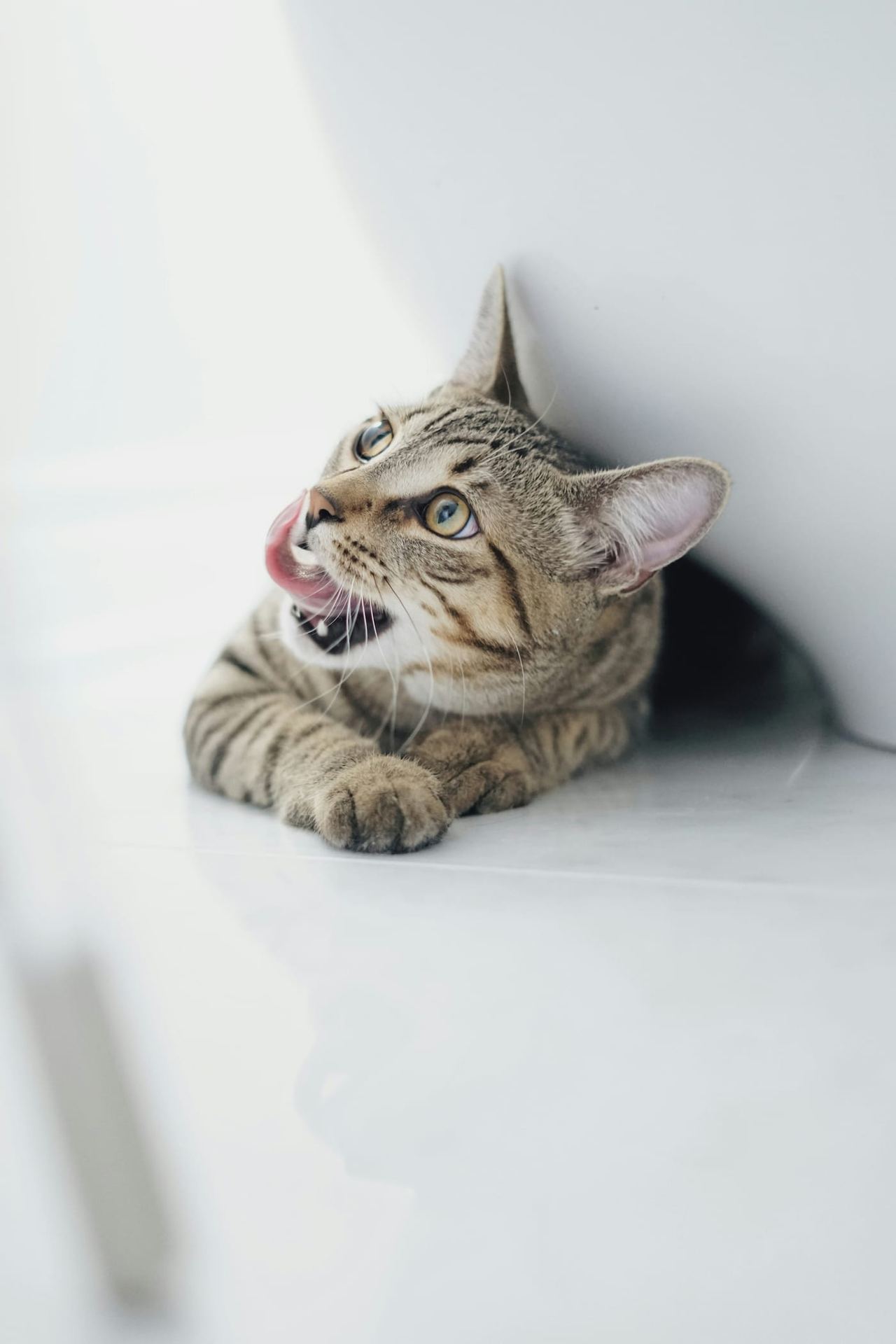 Entspannte Katze im natürlichen Licht